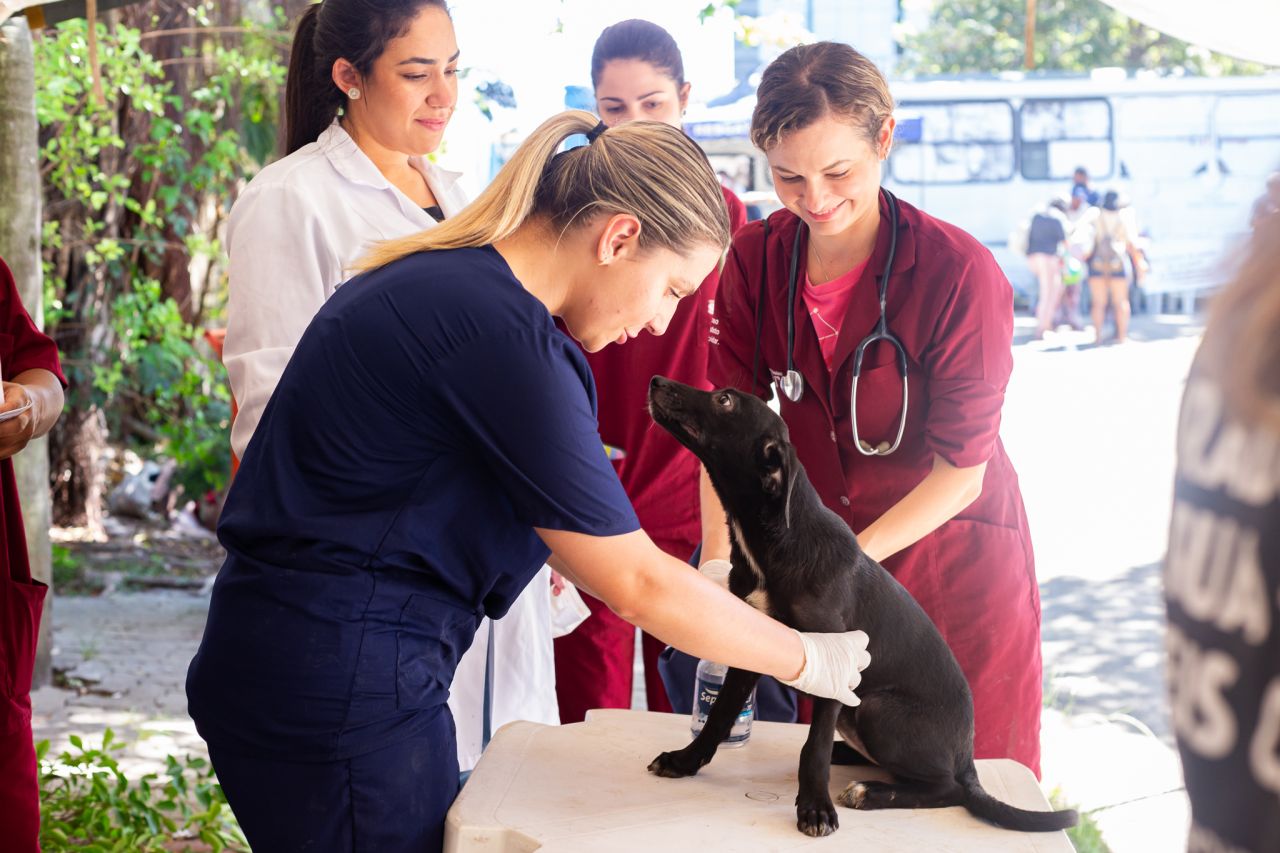 Na foto, um animal de estimação recebe cuidados, com atendimento veterinário.